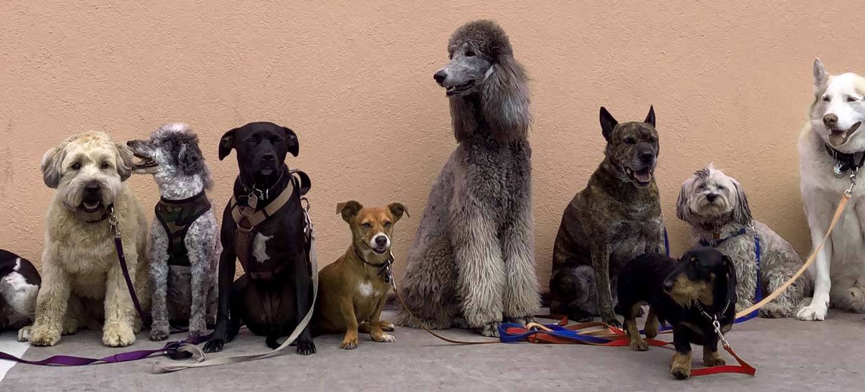 dogs